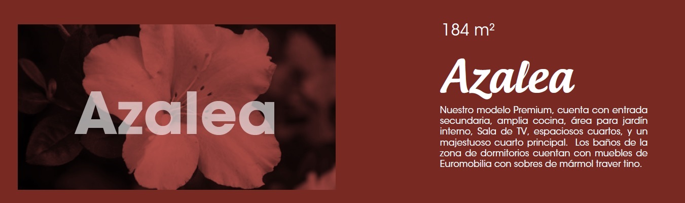 Azalea