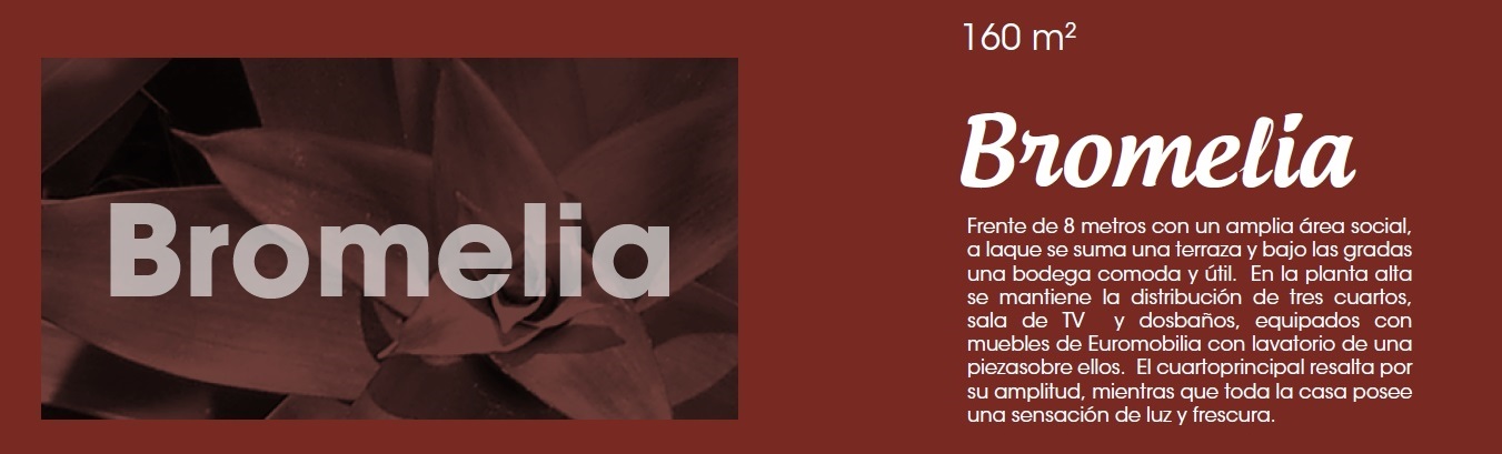 Bromelia